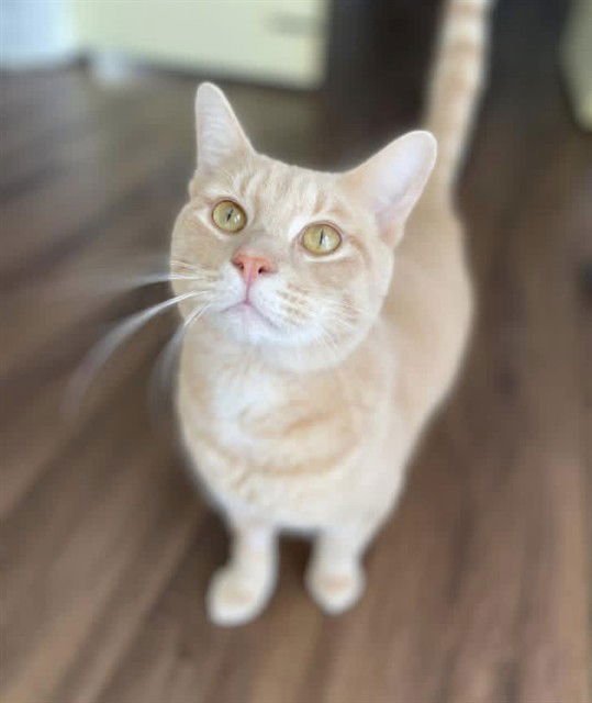 TROY - Domestic Short Hair available for adoption