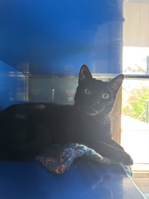 MOCHA - Domestic Short Hair available for adoption