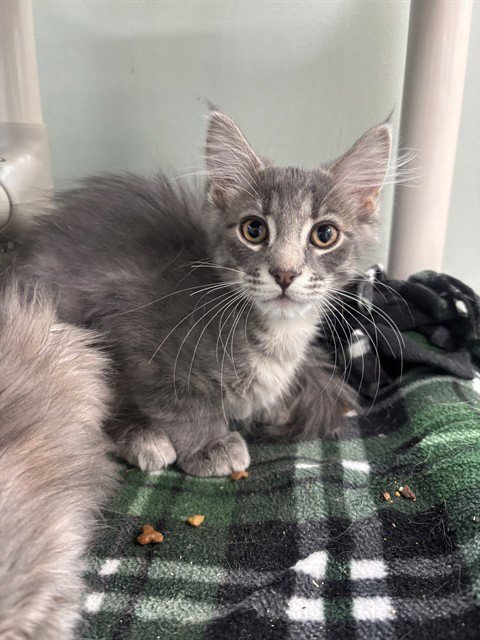 DORIAN GRAY - Domestic Long Hair available for adoption