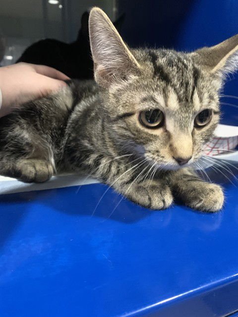 MINY - Domestic Short Hair available for adoption