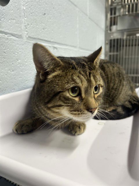 FINNEGAN - Domestic Short Hair available for adoption