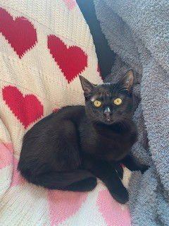 MORTICIA - Domestic Short Hair available for adoption