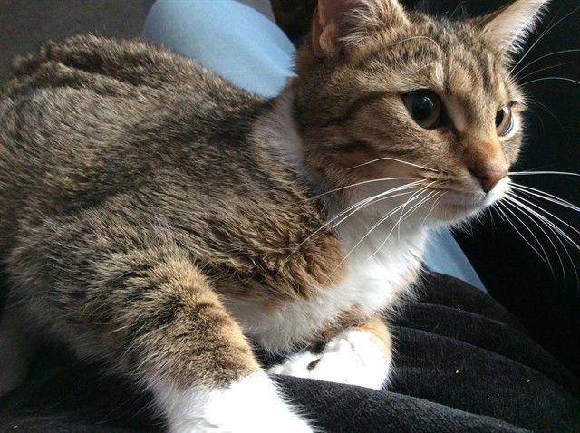 COZY - Domestic Short Hair available for adoption