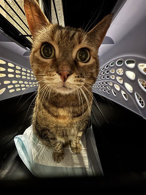 REESE Image