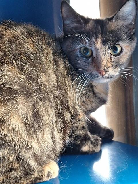 DAISY - Domestic Short Hair available for adoption