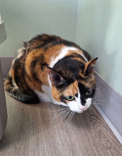 DAISEY - Domestic Short Hair available for adoption