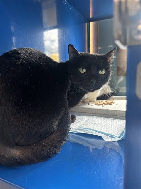 IRIS - Domestic Short Hair available for adoption