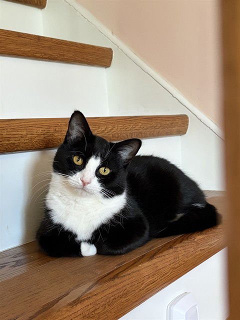 FAYE - Domestic Short Hair available for adoption