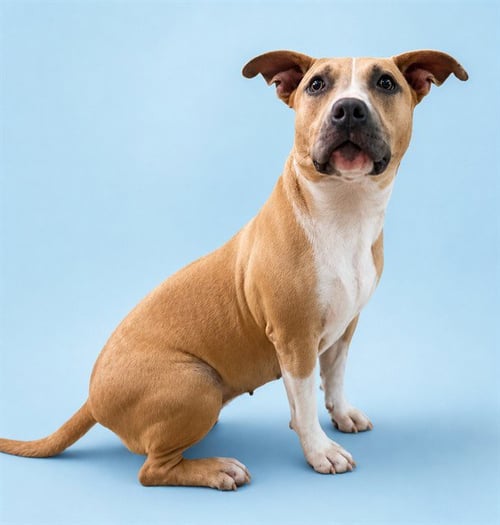 FAWN - American Pit Bull Terrier available for adoption