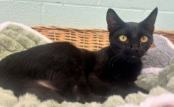 VELVET - Domestic Short Hair available for adoption