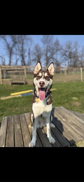 TUNDRA - Siberian Husky available for adoption
