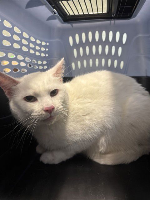 SLIM - Domestic Short Hair available for adoption