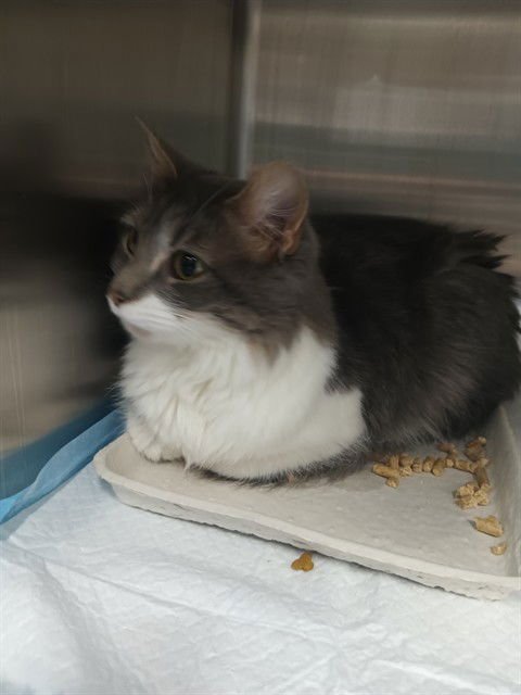 SASHA - Domestic Short Hair available for adoption