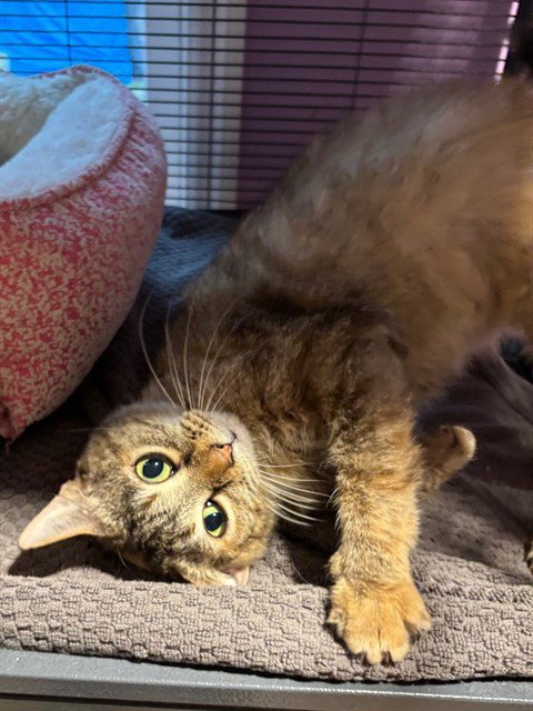 POINSETTIA - Domestic Short Hair available for adoption