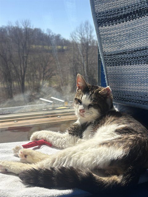 FELIX - Domestic Short Hair available for adoption