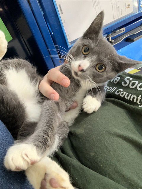 LEBRON - Domestic Short Hair available for adoption