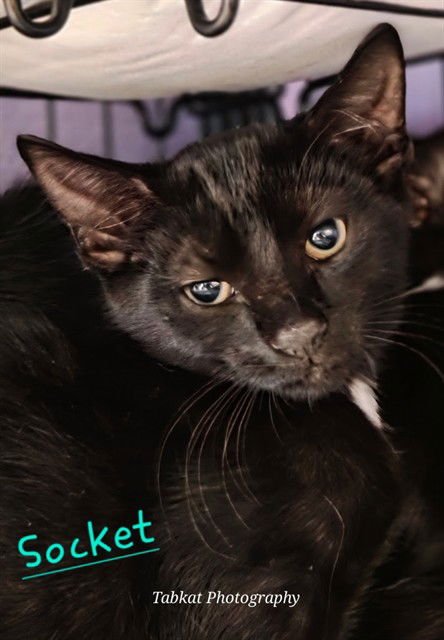 SOCKET - Domestic Short Hair available for adoption