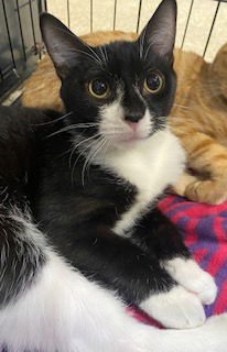 HICKORY - Domestic Short Hair available for adoption