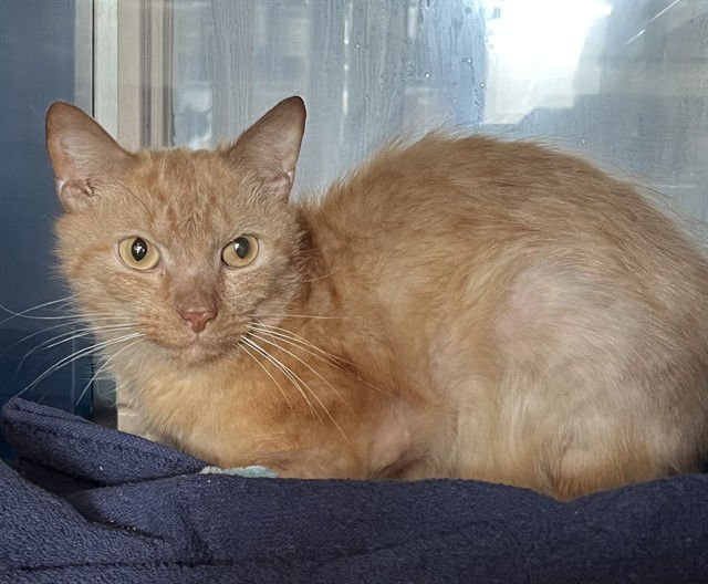 SUNNY - Domestic Short Hair available for adoption