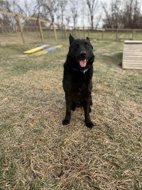OSO - German Shepherd Dog available for adoption