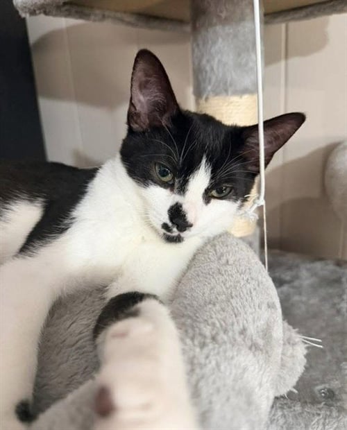 OREO - Domestic Short Hair available for adoption
