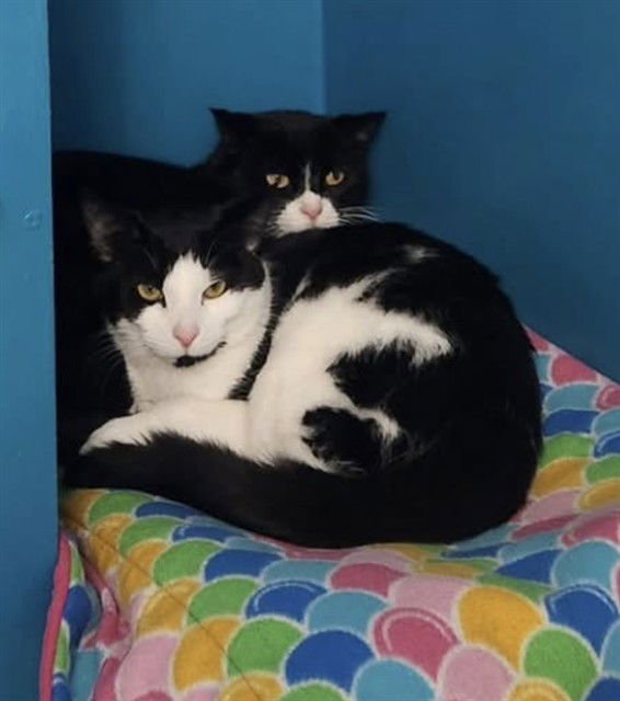 HAZEL - Domestic Short Hair available for adoption