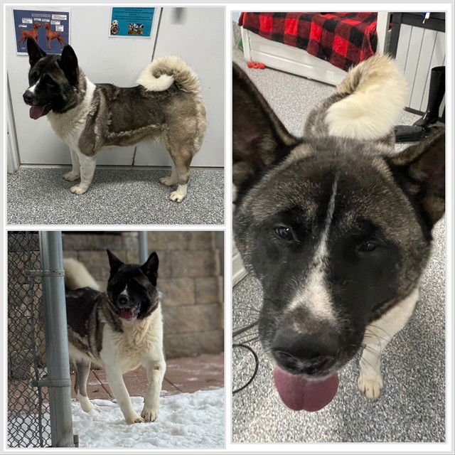 TASHA - Akita available for adoption