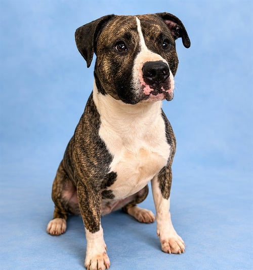 MEATLOAF - Pit Bull Terrier available for adoption