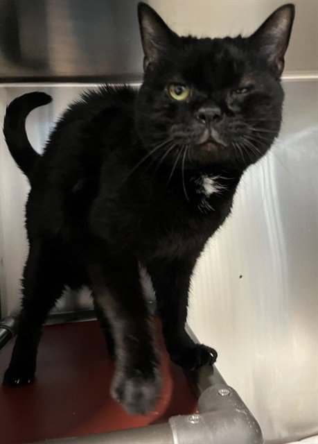 RANCE - Domestic Short Hair available for adoption