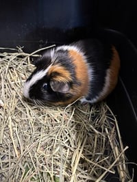 BUTTERSCOTCH - Photo 1