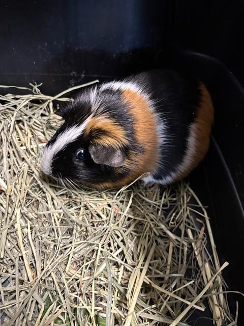 BUTTERSCOTCH - Guinea Pig available for adoption
