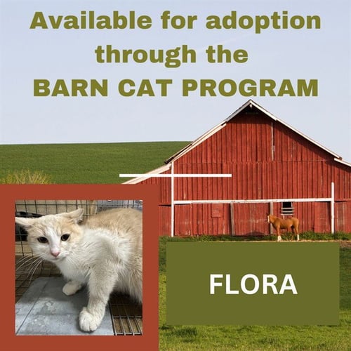 FLORA BARN CAT