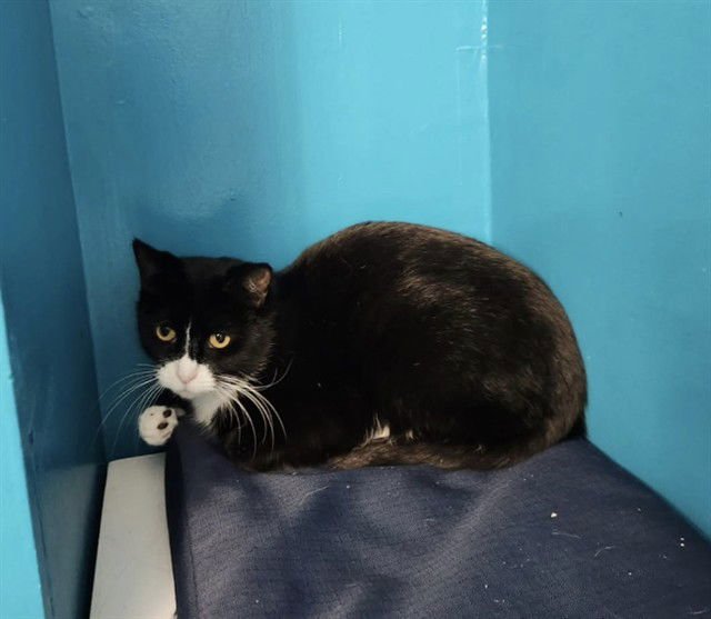 HARLOW - Domestic Short Hair available for adoption