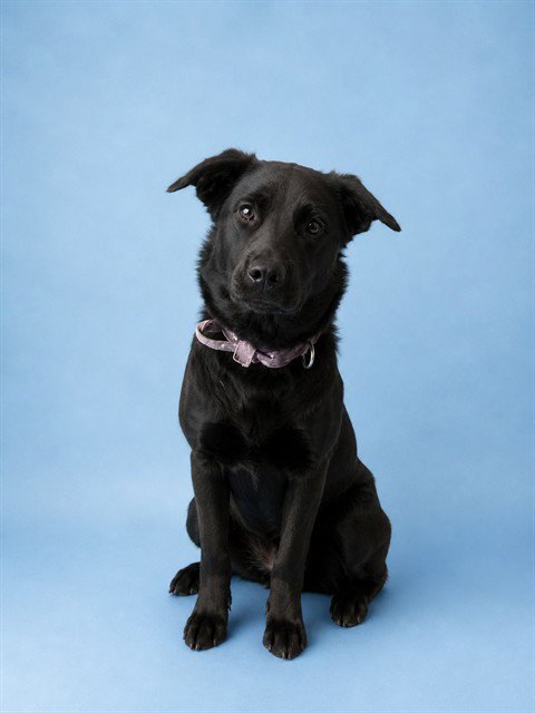 SHALA - Labrador Retriever available for adoption