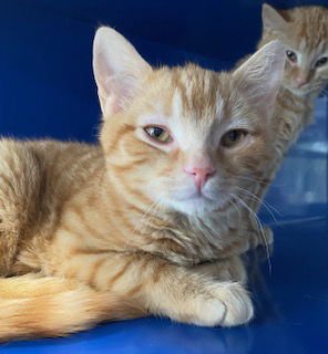 PATCH - Domestic Short Hair available for adoption