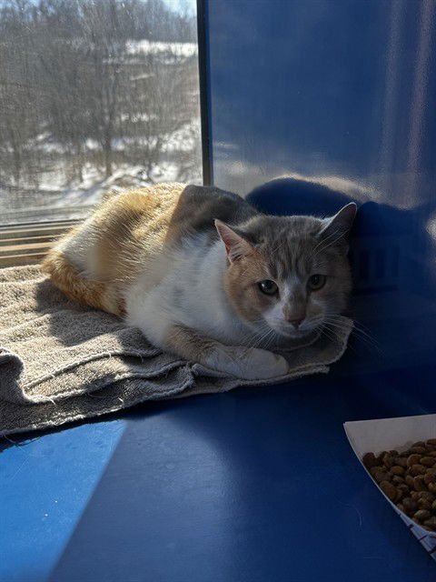 CHESTER - Domestic Short Hair available for adoption