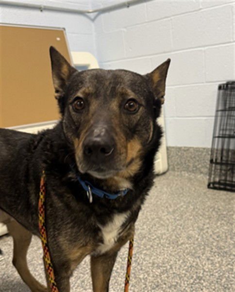 CANELO - German Shepherd Dog / Australian Cattle Dog/Blue Heeler available for adoption