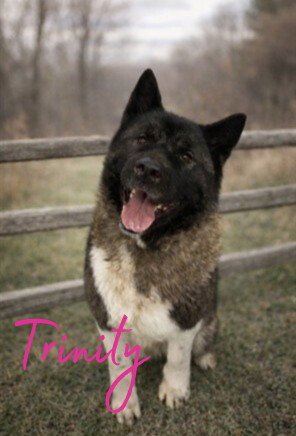 TRINITY - Akita available for adoption
