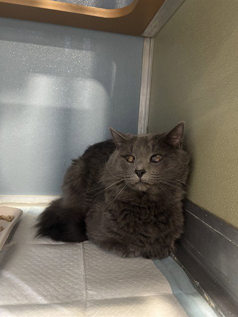 RUFUS - Domestic Medium Hair available for adoption