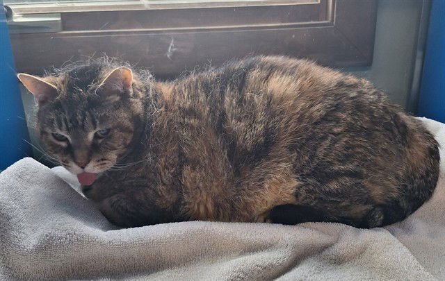 KEE KEE - Domestic Short Hair available for adoption