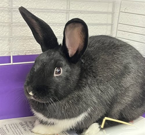 STAR - Shorthaired Rabbit available for adoption