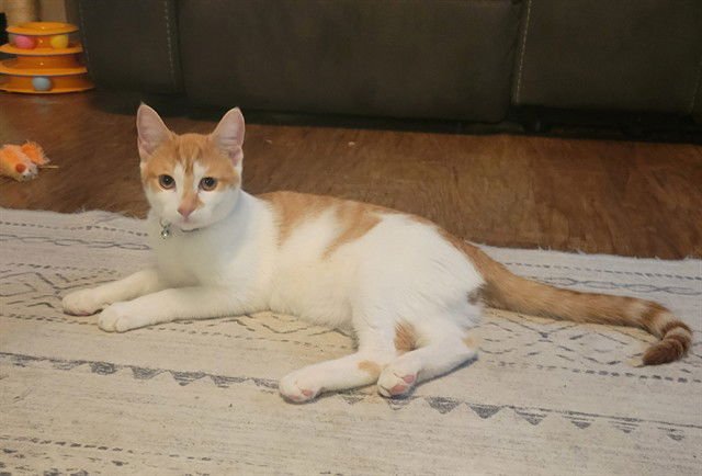 GOOSE - Domestic Short Hair available for adoption