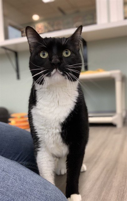 ENKI - Domestic Short Hair available for adoption