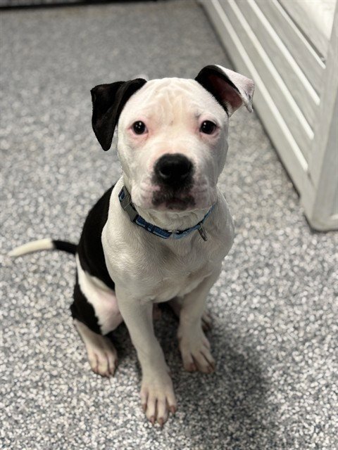 GOOSE - American Bulldog available for adoption