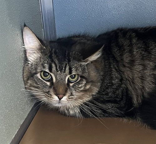 SHILOH - Domestic Medium Hair available for adoption
