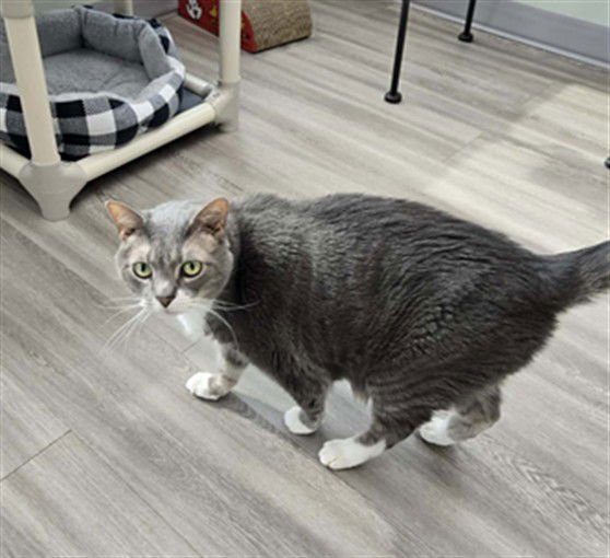 PUCK - Domestic Short Hair available for adoption