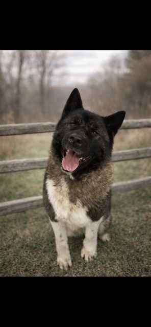TRINITY - Akita available for adoption