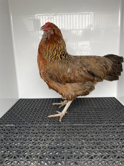 A123985