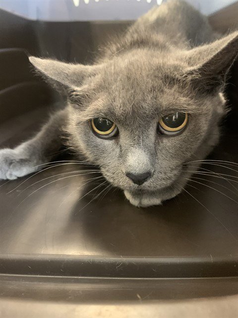 PIPPA - Domestic Short Hair available for adoption