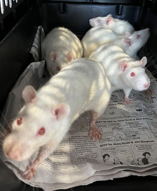 BOO BOO - Rat available for adoption